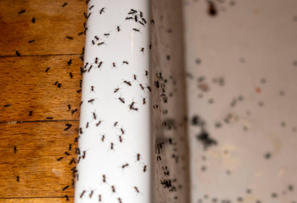 Best Commercial Pest Control Services  in Channel Lake, IL